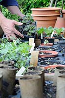 Hardening off seedlings, gardener placing trays of seedlings into hardening off area, UK, May 