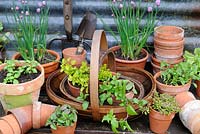 Various herbs in terracotta flower pots in decorative wooden tray, with garden tools and trugs, UK, May