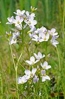 Cardamine pratensis - Cuckoo flower or Lady's smock in full flower by garden pond, UK, May
