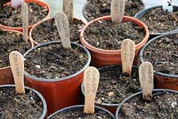Wooden lolly sticks used to label pots of courgette seed, UK, April 