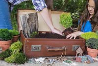 Plant the small Conifers in the corner of the suitcase