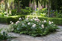Bed of Paeonia lactiflora with ferns, The Husqvarna Garden presents 'Support, a garden in Melbourne', RHS Chelsea Flower Show 2016 - Design: Charlie Albone - Sponsor: Husqvarna