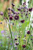 Aquilegia 'Black Barlow'. The Winton Beauty of Mathematics Garden. The RHS Chelsea Flower Show 2016, Designer: Nick Bailey, Sponsor: Winton