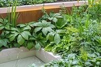 Rodgersia 'Irish Bronze' on the edge of limestone waterfeature in Garden of Mindful Living, The RHS Chelsea Flower Show 2016 - Designer: Paul Martin - Sponsor: Vestra Wealth LLP - GOLD