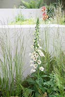 Digitalis 'Dalmation White' with Deschampsia - Vestra Wealth's Garden of Mindful Living, RHS Chelsea Flower Show 2016, Design: Paul Martin, Sponsor: Vestra Wealth LLP