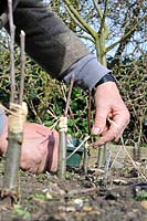 Fruit Propagation, 'whip and tongue grafting', Gardener grafting Apple on to M26 grafting stock, securing the scion with raffia