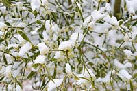 Viscum album - Mistletoe, with covering of snow, Norfolk, UK, December