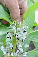 Organic pest control, gardener 'nipping out' tops of broad beans to deter infestations of black aphids, UK, June