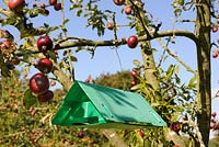 Pheremone trap in cultivated apple tree to prevent infestation of codling moth, UK, September