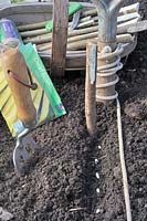 Sowing seeds, garden line, bean seed in drill with wooden trug and garden items, UK, May