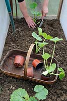 Planting out courgette plants in a cold frame made from recycled polycarbonate roofing sheets, UK, May