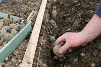 Planting early potatoes, 'Arran Pilot', chitted tubers in tray ready for planting and tubers in trench, UK, March