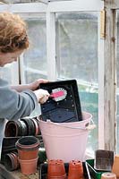 Washing flower pots and trays on the greenhouse staging in early spring, UK, March