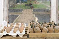 Seed potatoes, 'Charlotte' and 'Arran Pilot' being chitted on greenhouse staging, showing raised bed plots outside, Uk, March