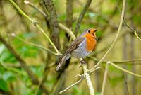 Garden bird, Robin, singing in springtime, UK, May
