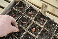Sowing  broad bean seed in peat pots, variety, 'Express', UK, March