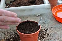 Sowing lettuce seed, 'Little Gem' sieving soil into 9cm plastic pot, UK, April