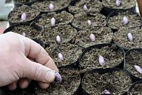 Sowing runner bean seed into biodegradable pots, UK April.