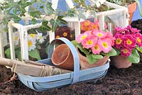 Rustic springtime gardening scene with primroses, victorian iron cloche and gardening items, UK,March