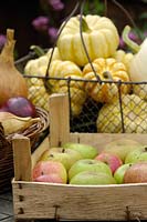 Collection of home grown autumn produce, including squashes, apples and onions, Norfolk, UK, October