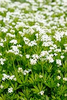 Galium oderatum - Sweet Woodruff, Norfolk, England, April