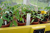 Tomato plants in electric propagator with thermometer, Norfolk, England, April