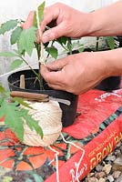 Training Tomato plants, gardener fixing string to support greenhouse tomatoes in growbags, note plants in bottomless pots placed in growbag to increase root run, Norfolk, England, Apri