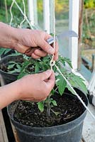 Training Tomato plants, gardener fixing string to support greenhouse tomatoes in 10 inch Pots, Norfolk, England, Apri