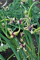 Allium cepa, var. proliferum - Tree onion showing newly formed bubils, Uk, June