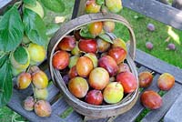 Garden soft fruit, Victoria Plums, ripe fruit in wooden trug on garden chair under tree, Uk, August