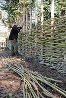 Man constructing traditional willow-weave fence, Norfolk, UK, March