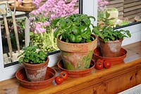 Pots of culinary basil and ripening tomatoes on conservatory windowsill, UK, June