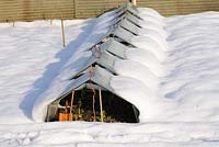 Snow covered Glass cloches on allotment protecting Autumn sown broad beans, Norfolk, UK, December