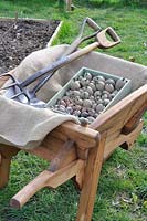 Planting potatoes, traditional wooden wheelbarrow with tray of early potatoes ready for planting and garden tools, Norfolk, UK, April