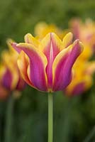 Tulipa 'Ballade Dream'