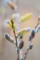 Salix irrorata catkins in Spring