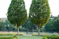 Carpinus betulus 'Fastigiata'. Country garden with Fastigated Hornbeam trees, boundary between garden and countryside, post and rail metal fencing with small gate