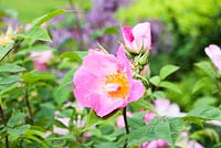 Rosa gallica 'Complicata' flowering in June