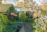 Early morning light shines on cherry blossom, in Alice's Garden at Wollerton Old Hall Garden, Shropshire, photographed in April. Other trees and plants include: Amelanchier lamarckii, Magnolia, Cercidiphyllum japonicum, tulips, Muscari and Pulmonaria