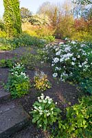 April in the Croft Garden at Wollerton Old Hall Garden, Shropshire. Planting includes a Rhododendron, Erythroniums, Hellebores and Bergenias