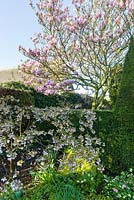 A blossoming Magnolia and cherry, together with Pulmonarias and Hellebores in Alice's Garden at Wollerton Old Hall Garden, Shropshire. Photographed in April