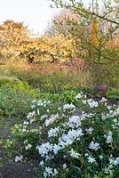 A spring scene in The Croft Garden at Wollerton Old Hall Garden, Shropshire, photographed in April. Plants include Rhododendrons, Hellebores, Euphorbias and daffodils.