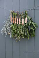 Punched Labels. Bunches of herbs hung to dry, with copper plant labels attached