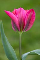 Tulipa 'Doll's Minuet'