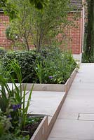 Sandstone patio steps leading to garden. Planting features Campanula persicifolia, Cornus kousa trees, Pittosporum tobira 'Nanum' and Salvia nemorosa 'Caradonna'