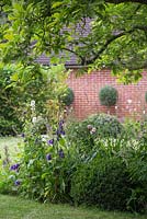 Herbaceous border featuring Campanula persicifolia and Buxus sempervirens