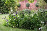 Herbaceous border featuring Campanula persicifolia and Buxus sempervirens dome