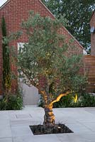 Sunken planting of Olive tree in sandstone patio, underplanted with Ophiopogon and uplight lighting