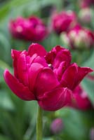 Tulipa 'Antraciet'