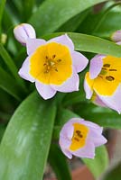 Tulipa saxatilis 'Lilac Wonder' Bakeri Group - Candia tulip, AGM